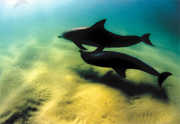 Dolphins at Wategos Beach
